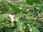 IMG_0418~0.JPG