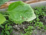 9c69e6eabf0c.jpg