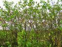 a83eacf05280.jpg