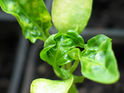 diseasecapsicum.jpg