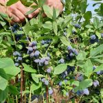 Blue_Treasure___67921.jpg