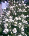 Jasmin~0.jpg