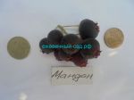 Mandan1_photo-resizer_ru.JPG