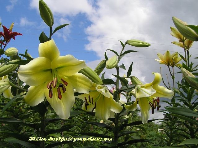 ����� ���� Mila_K