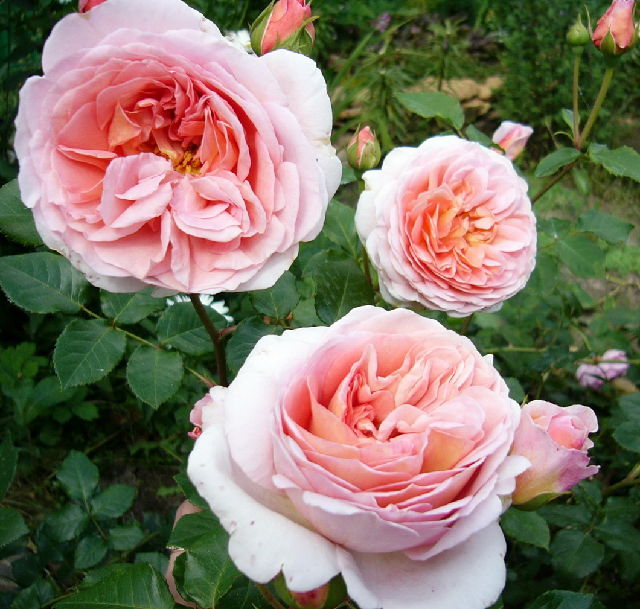 ����� ���� viola2