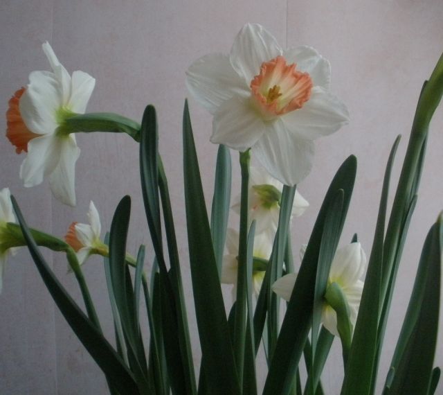 ����� ���� lilu