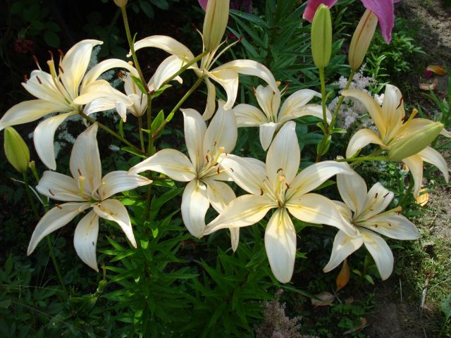 Pirina