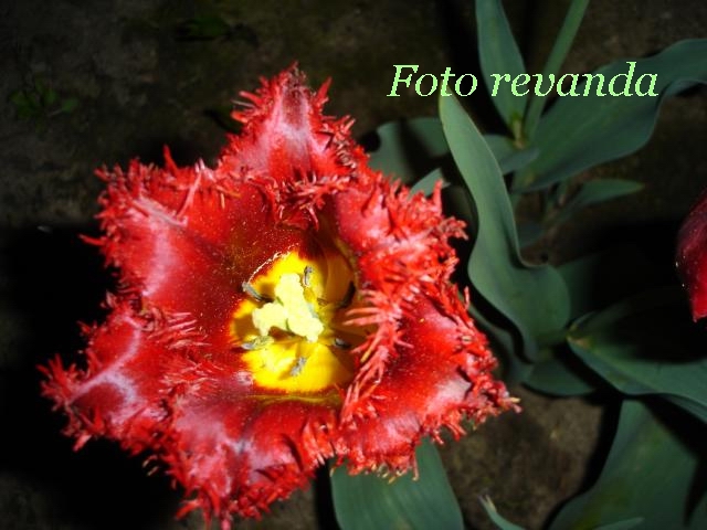 ����� ���� revanda