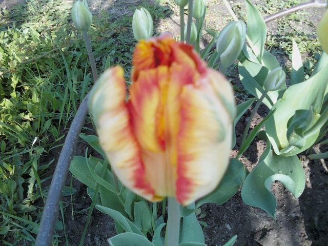 ����� ����  ensa
