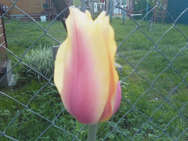 ����� ���� ensa