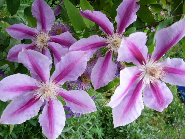 ����� ���� viola2