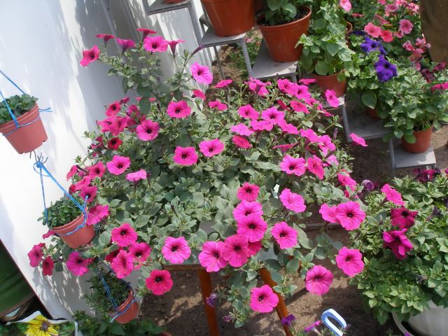 ����� ���� natim22
