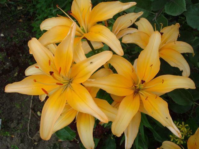 Pirina