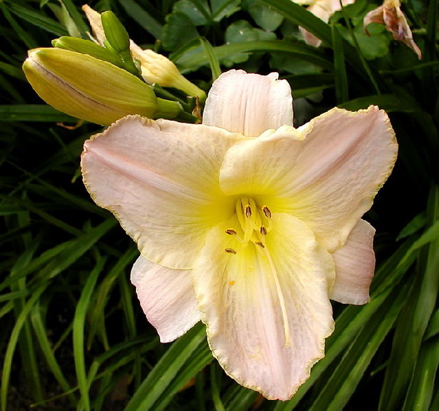����� ���� Melissa officinalis