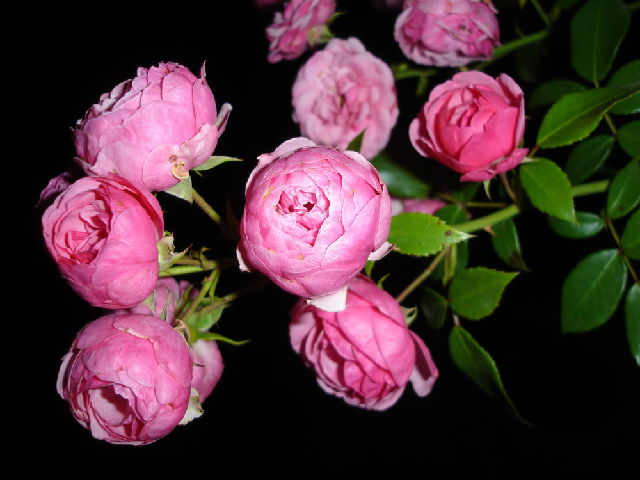 ����� ���� revanda