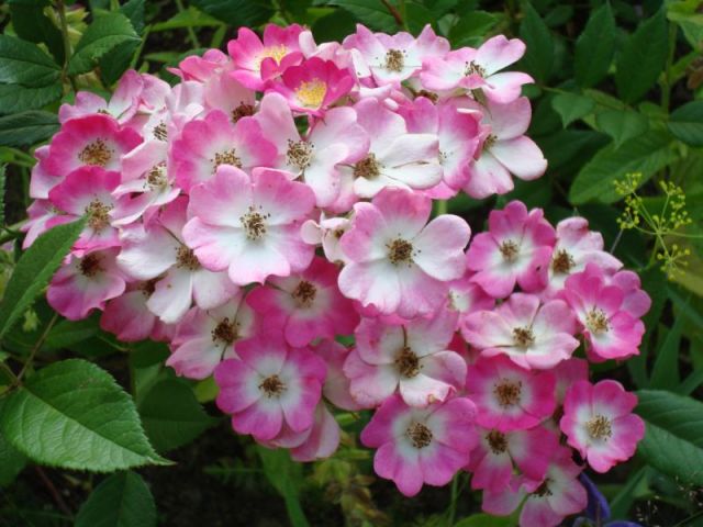 ����� ���� Pirina