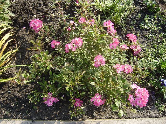 ����� ���� Duchesnea