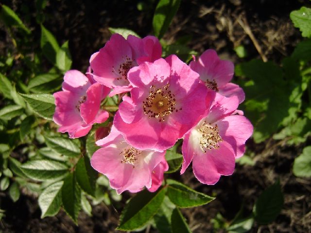 ����� ���� Duchesnea
