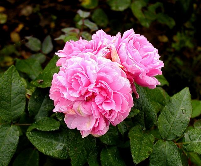 ����� ���� Melissa officinalis