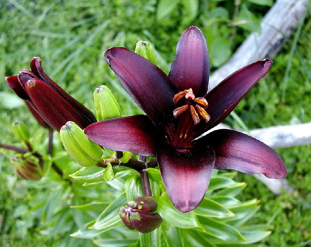 ����� ���� Melissa officinalis