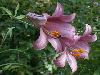 ����� ���� Zolottse