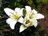 ����� ���� Melissa officinalis