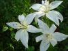 Pirina