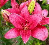 ����� ���� Melissa officinalis