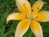 ����� ���� Pirina