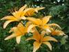 Pirina