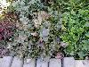 ����� ����  Melissa officinalis