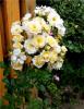 ����� ���� nassura