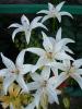 Pirina