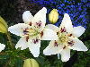 ����� ���� Melissa officinalis
