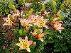 ����� ���� Melissa officinalis