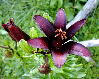 ����� ���� Melissa officinalis
