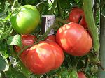DSCN4608.JPG