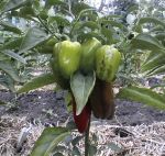 Peper1.jpg