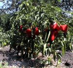 Peper2.jpg