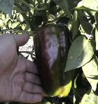 Peper3.jpg