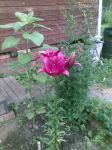 lilii_033.jpg