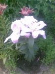 lilii_040.jpg